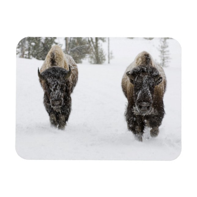 USA, WY, Yellowstone NP, American Bison (Bison) Magnet (Horizontal)