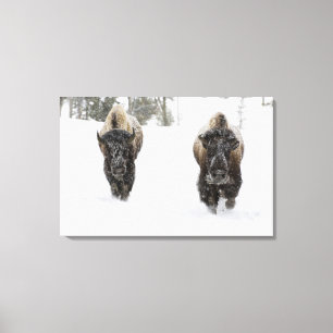 USA, WY, Yellowstone NP, Amerikanischer Bison (Bis Leinwanddruck