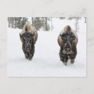 USA, WY, Yellowstone NP, Amerikanischer Bison (Bis Postkarte