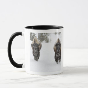 USA, WY, Yellowstone NP, Amerikanischer Bison (Bis Tasse