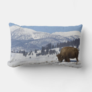 USA, WY, Yellowstone NP, Amerikanischer Bison Biso Lendenkissen
