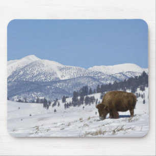 USA, WY, Yellowstone NP, Amerikanischer Bison Biso Mousepad