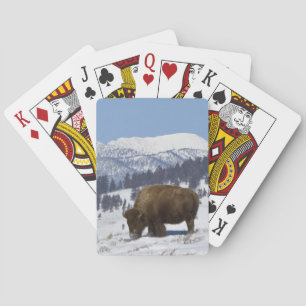 USA, WY, Yellowstone NP, Amerikanischer Bison Biso Spielkarten