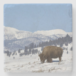 USA, WY, Yellowstone NP, Amerikanischer Bison Biso Steinuntersetzer