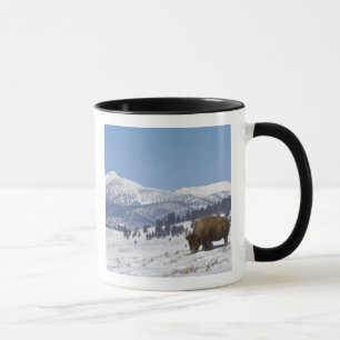 USA, WY, Yellowstone NP, Amerikanischer Bison Biso Tasse