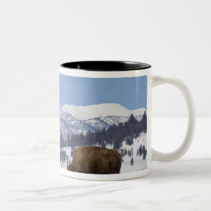 USA, WY, Yellowstone NP, Amerikanischer Bison Biso Zweifarbige Tasse