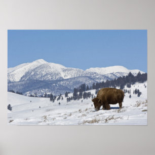 USA, WY, Yellowstone NP, amerikanischer Poster