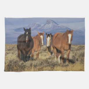 USA, Wyoming, bei Cody Gruppe von Pferden Küchentuch