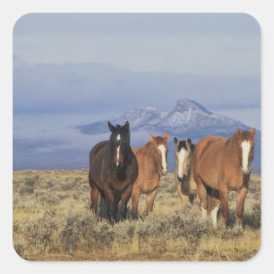 USA, Wyoming, bei Cody Gruppe von Pferden Quadratischer Aufkleber