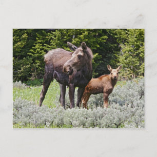 USA, Wyoming, Bighorn Mountains, Elch Alces Postkarte