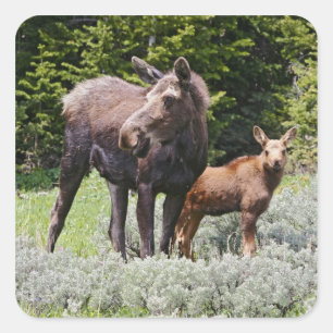 USA, Wyoming, Bighorn Mountains, Elch Alces Quadratischer Aufkleber