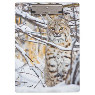USA, Wyoming, Bobcat Klemmbrett