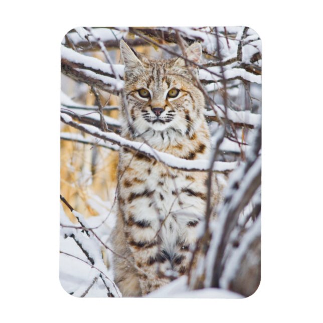 USA, Wyoming, Bobcat Magnet (Vertikal)