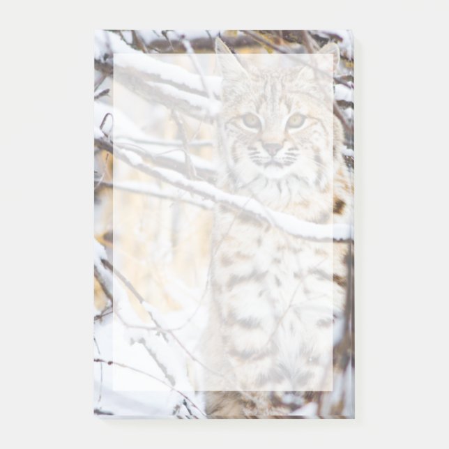 USA, Wyoming, Bobcat Post-it Klebezettel (Vorderseite)