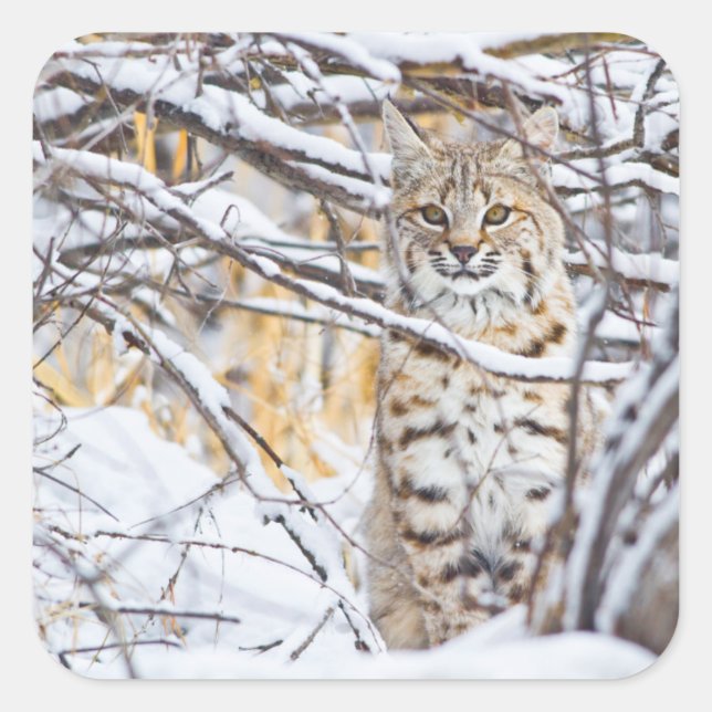 USA, Wyoming, Bobcat Quadratischer Aufkleber (Vorderseite)