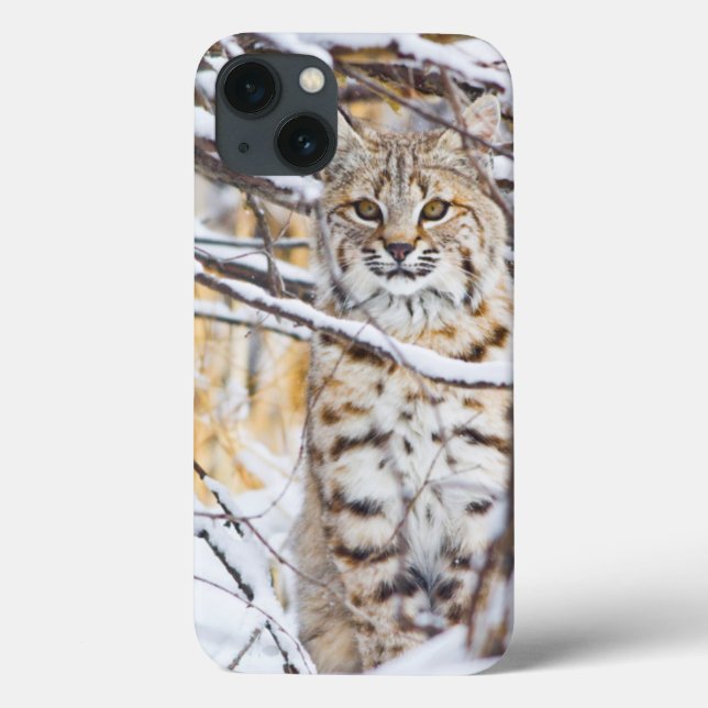 USA, Wyoming, Bobcat, schneebedeckt Case-Mate iPhone Hülle (Rückseite)