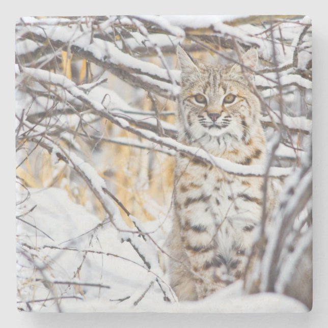 USA, Wyoming, Bobcat Steinuntersetzer (Vorderseite)