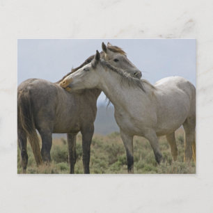 USA, Wyoming, Carbon County. Wilde Pferde 2 Postkarte