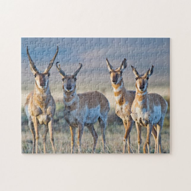 USA, Wyoming, Four Pronghorn Antilope bucks (Horizontal)