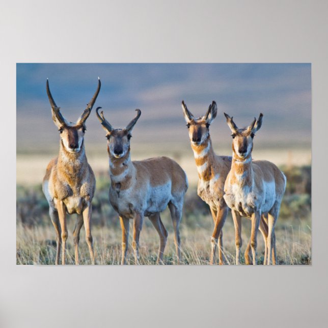 USA, Wyoming, Four Pronghorn Antilope bucks Poster (Vorne)