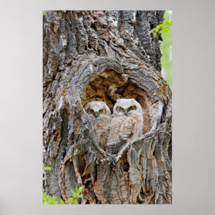 USA, Wyoming, Grand-Teton-Nationalpark Poster