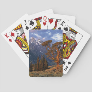 USA, Wyoming, Grand Teton NP. Ein einziger Zeder Spielkarten