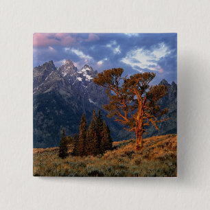 USA, Wyoming, Grand Teton NP. Eine einsame Zeder Button