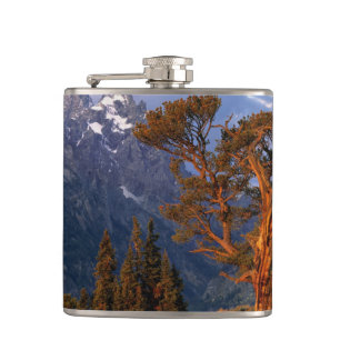 USA, Wyoming, Grand Teton NP. Eine einsame Zeder Flachmann