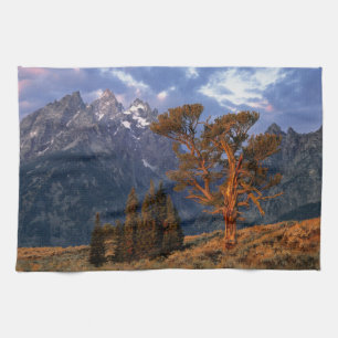 USA, Wyoming, Grand Teton NP. Eine einsame Zeder Küchentuch