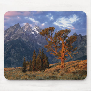 USA, Wyoming, Grand Teton NP. Eine einsame Zeder Mousepad