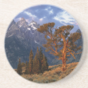 USA, Wyoming, Grand Teton NP. Eine einsame Zeder Sandstein Untersetzer