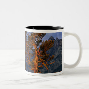 USA, Wyoming, Grand Teton NP. Eine einsame Zeder Zweifarbige Tasse