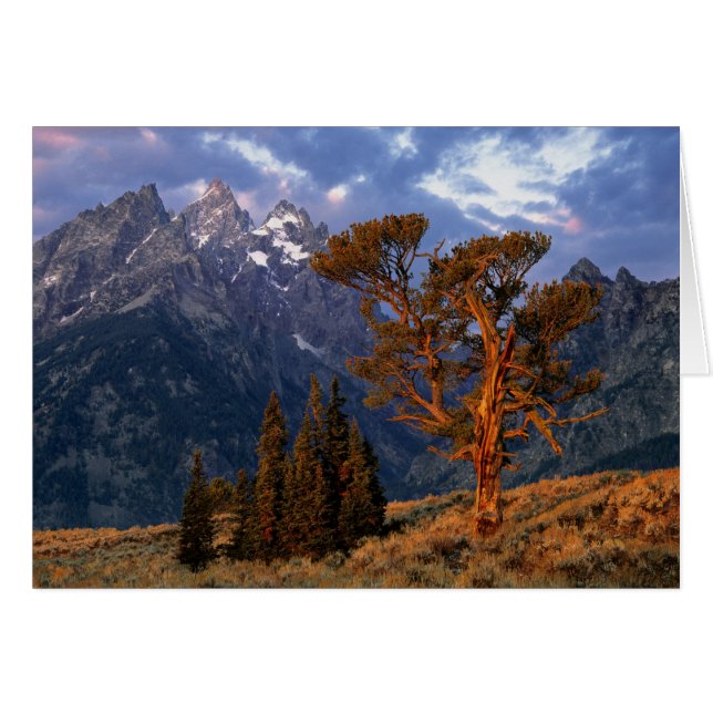 USA, Wyoming, Grand Teton NP. Un cèdre solitaire (Devant horizontal)