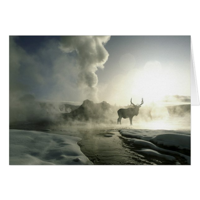 USA, Wyoming, Parc National de Yellowstone. Soleil (Devant horizontal)