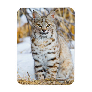 USA, Wyoming, Portrait einer Rotluchs Magnet