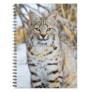 USA, Wyoming, Portrait einer Rotluchs Notizblock