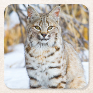 USA, Wyoming, Portrait einer Rotluchs Rechteckiger Pappuntersetzer
