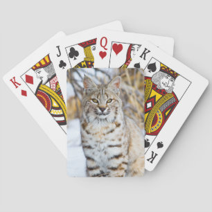 USA, Wyoming, Portrait einer Rotluchs Spielkarten
