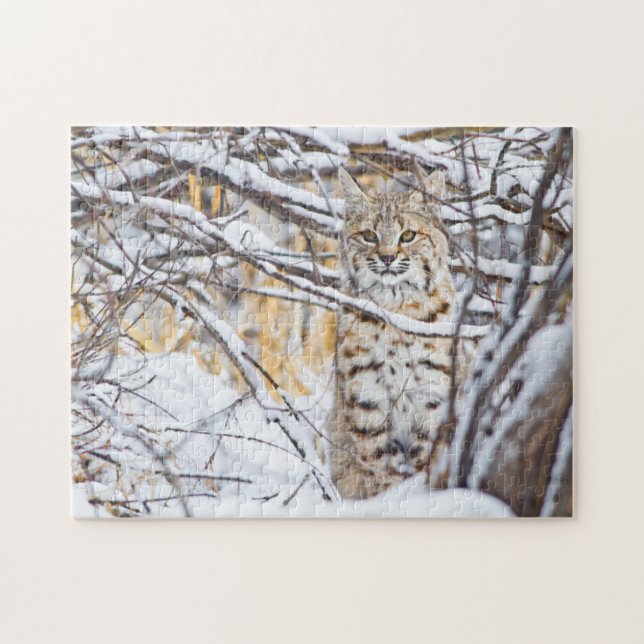 USA, Wyoming, Rotluchs (Horizontal)