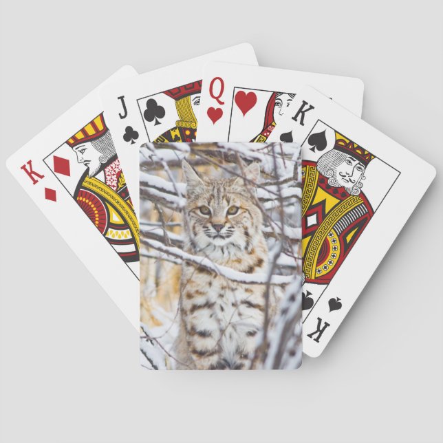USA, Wyoming, Rotluchs, der in schneebedecktem Spielkarten (Rückseite)