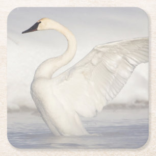USA, Wyoming, Trompeter-Schwan spreizt Flügel Rechteckiger Pappuntersetzer