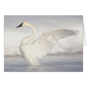 USA, Wyoming, Trumpeter Swan zieht Flügel