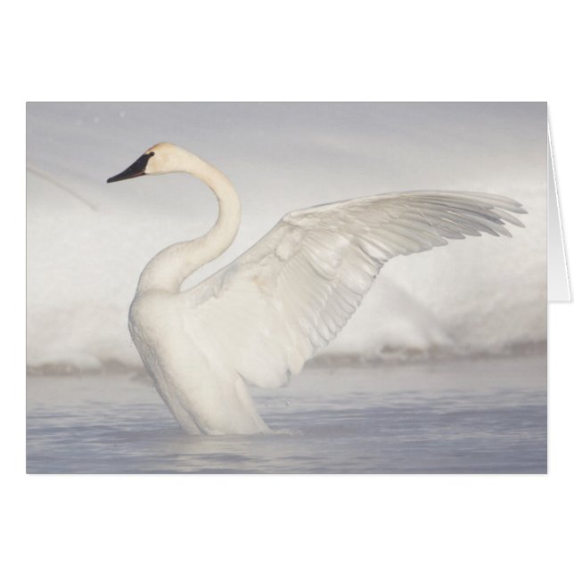 USA, Wyoming, Trumpeter Swan zieht Flügel (Vorderseite (Horizontal))