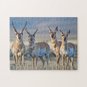 USA, Wyoming, Vier Pronghorn-Antilopenböcke