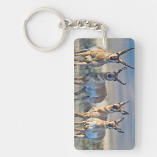 USA, Wyoming, vier Pronghorn-Antilopenböcke Schlüsselanhänger