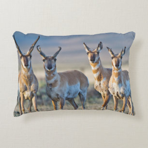 USA, Wyoming, vier Pronghorn-Antilopenböcke Zierkissen
