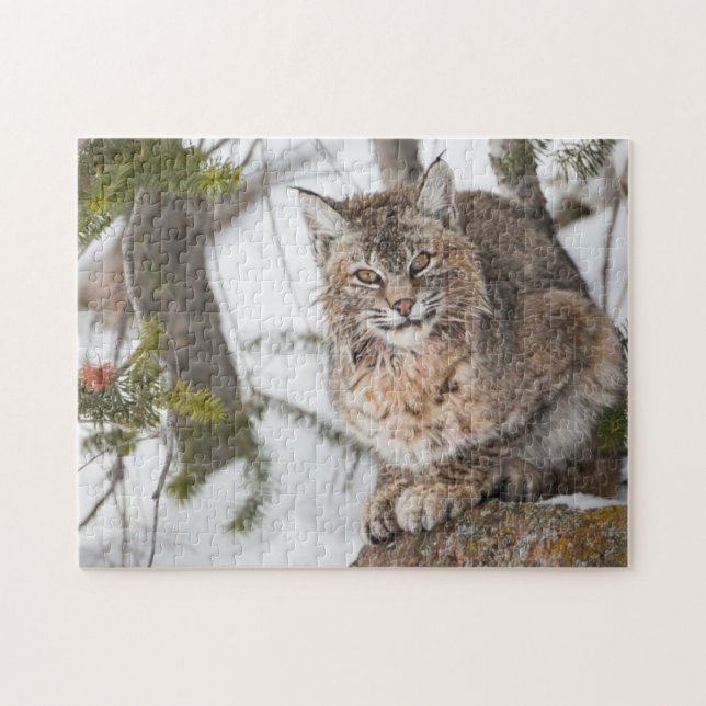 USA, Wyoming, Yellowstone National Park, Bobcat (Horizontal)