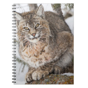 USA, Wyoming, Yellowstone National Park, Bobcat Notizblock