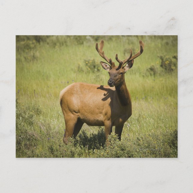 USA, Wyoming, Yellowstone National Park, Elk Postkarte (Vorderseite)