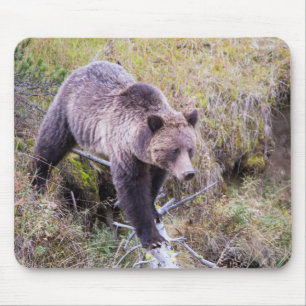 USA, Wyoming, Yellowstone National Park, Grizzly 1 Mousepad